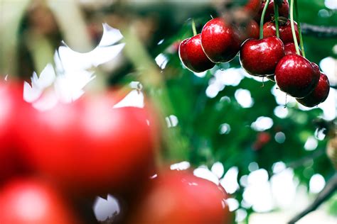 Polson Hosts Flathead Cherry Festival - Flathead Beacon