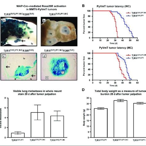 TGF H Signaling Promotes Apoptosis In Primary Mammary Tumor Tissues A