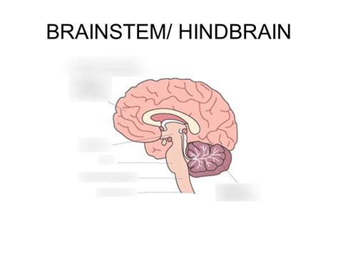 Hindbrain and Midbrain Diagram | Quizlet