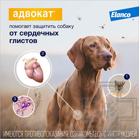 Купить Адвокат Капли на холку для собак от чесоточных клещей, блох и ...