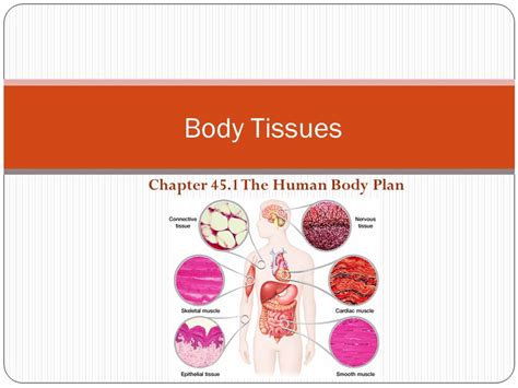 Tissues Of The Human Body