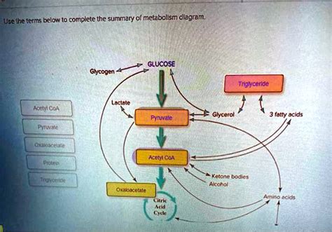 Solved Us The Term Below To Complete The Summary Of Metabolism Diagram Use The Terms Below To