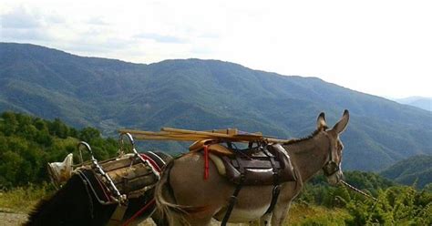 In San Godenzo Turismo In Toscana Donkey Camp I Lastri