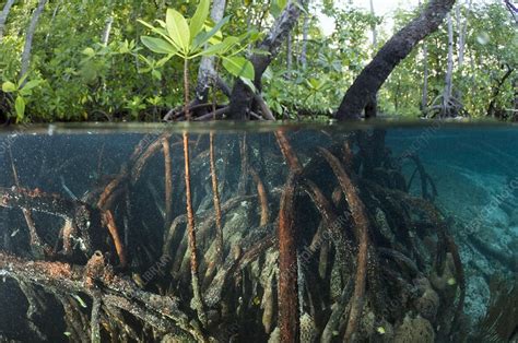 Mangrove Swamp Stock Image C0118310 Science Photo Library