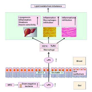 Hfd Feeding Changes Gut Microbiota Promotes Metabolic Endotoxemia