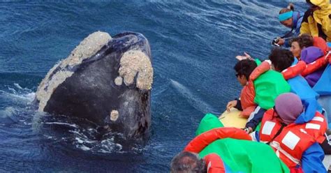 Temporada De Ballenas En Chubut Cu Ndo Comenzar Y Qu