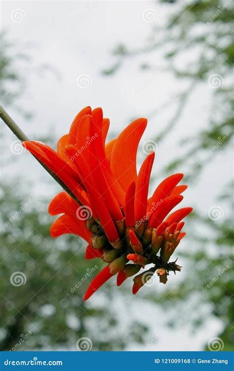 Coral Bean Erythrina Herbacea Brown Seed Pod Cracked Open To Show