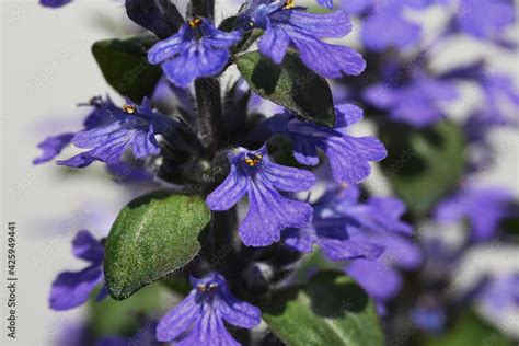 Ajuga reptans flowers. Lamiaceae perennial plant. Stock Photo | Adobe Stock