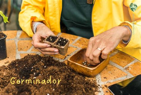 Para Qu Sirve El Musgo Sphagnum En Tus Plantas Quiero M S Plantas