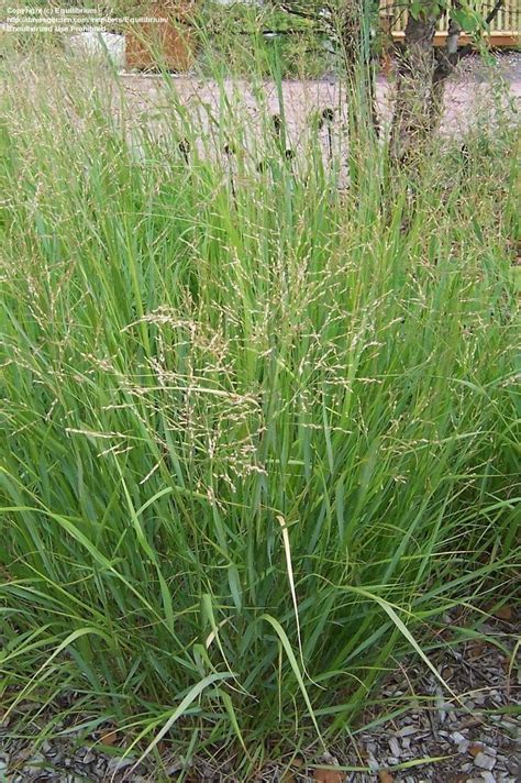 Plantfiles Pictures Switch Grass Wand Panic Grass Panicum Virgatum By Equilibrium