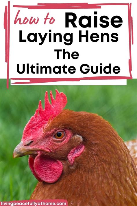 The Ultimate Beginners Guide To Raising Laying Hens In 2021 Laying