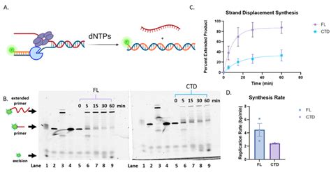 Strand Displacement Dna Synthesis Activity Of Pol With And Without Fl Download Scientific