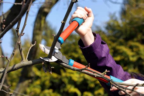 5 Safety Tips For Tree Trimming Seacoast Tree Care