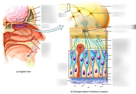 Olfactory Cells Diagram