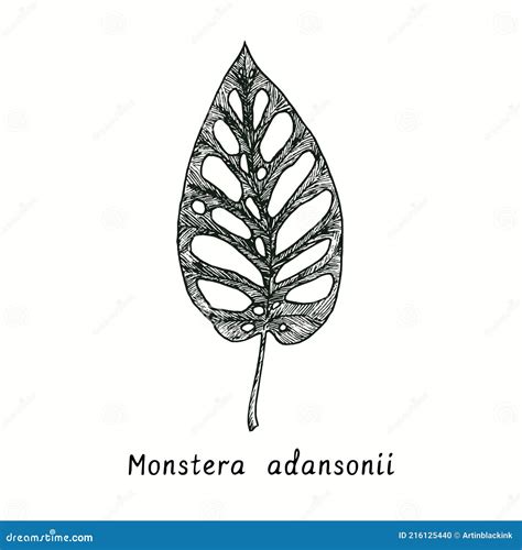 Monstera Adansonii Swiss Cheese Plant Leaf Ink Black And White Doodle Drawing Stock Vector