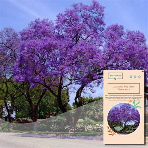 50 Seeds Buy 2 Get 1 Free Jacaranda Tree Jacaranda Mimosifolia Tree