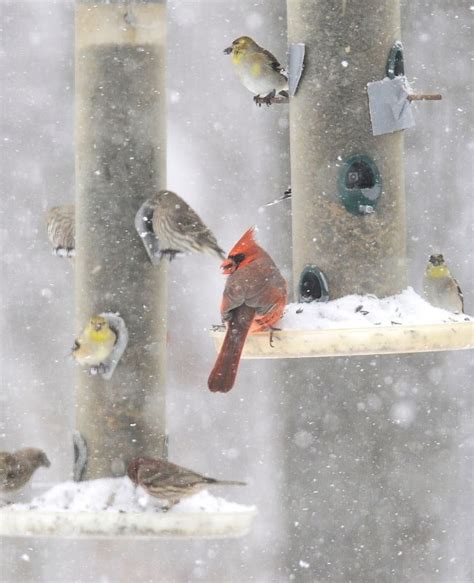 Feeding Backyard Birds In Winter: Simple Tips and Supplies