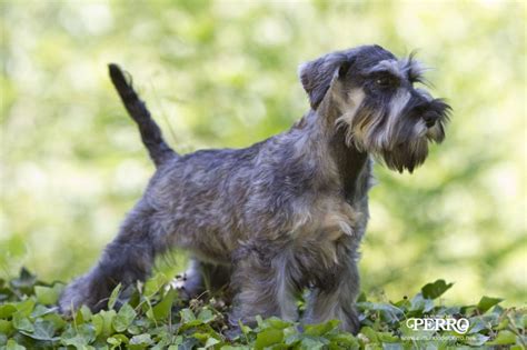 Cómo criar un Schnauzer Miniatura macho Blog de ADOPTA un Animal