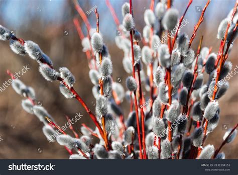 Flowers Of Pussy Willow Images Stock Photos Vectors Shutterstock