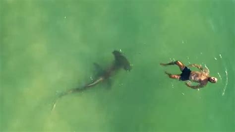 Sharks Swimming Closer To Crowded Beaches Than Previously Thought