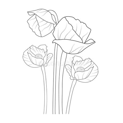 Set Of Vintage Poppy Flower Botanical Line Drawings Outline Pencil