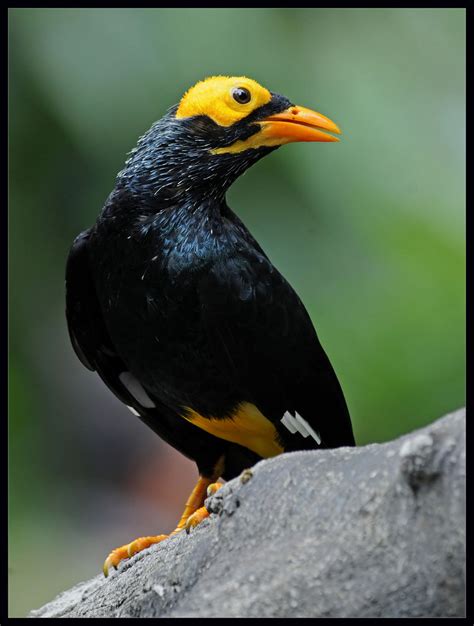 Yellow Faced Myna Mino Dumontii Edward Youde Aviary 尤德 Flickr