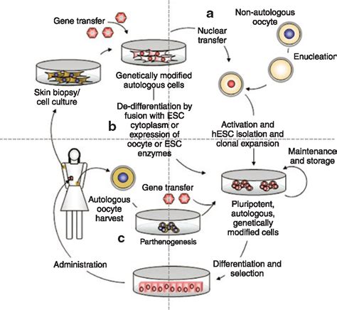 Human Embryonic Stem Cells and Gene Therapy: Molecular Therapy