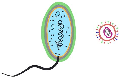 Bau Von Viren Und Bakterien Mit Bild Diagram Quizlet