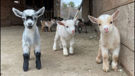 24 Curious goat kids! - Your Pets Magazine