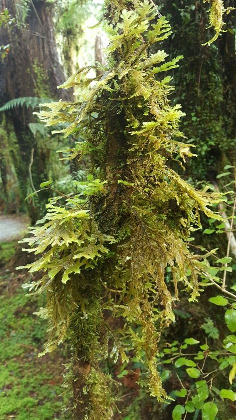 Moss In The West Coast Bush Nz West Coast Nz Living On The Road Coast