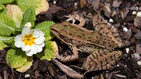 Brown Southern Leopard Frog