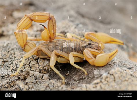 European yellow tailed scorpion hi-res stock photography and images - Alamy