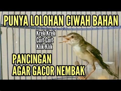 Pancingan Ampuh Untuk Ciblek Sawah Bahan Biar Gacor Nembak YouTube