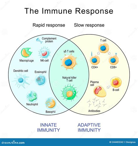 Immune Response Rapid And Slow Response Of Adaptive And Innate