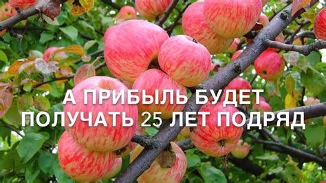 Подмосковье - рай для выращивания яблок - YouTube