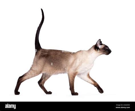 Blue Point Siamese Cat High Resolution Stock Photography And Images Alamy