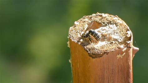 Nisthilfen F R Wildbienen Aus Markhaltigen St Ngeln Herstellen