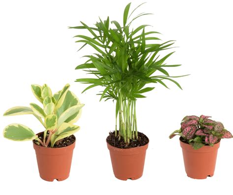 Find Your Perfect Costa Farms Live Indoor 4in Tall Assorted Foliage Indirect Sunlight Plant