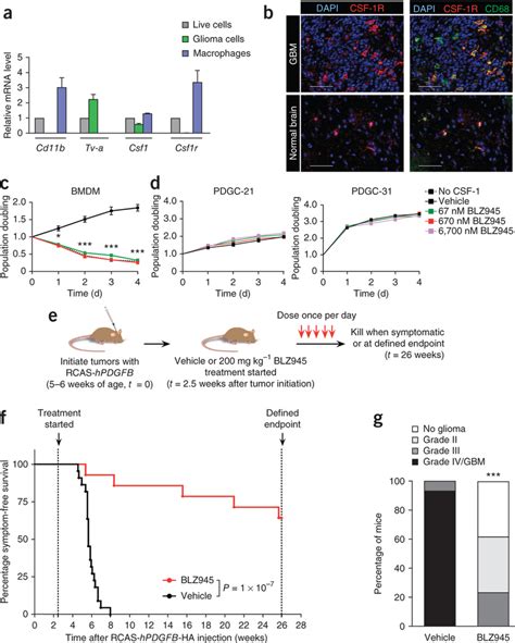 Csf 1r Inhibition Specifically Targets Macrophages Improves Survival Download Scientific