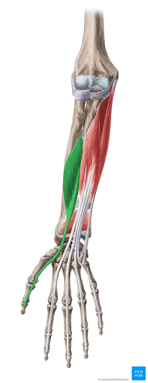 Deep Flexors Of The Forearm Anatomy And Pathology Kenhub | Images and ...