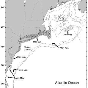 Persistent spawning areas and seasons for Loligo pealeii, as indicated ...