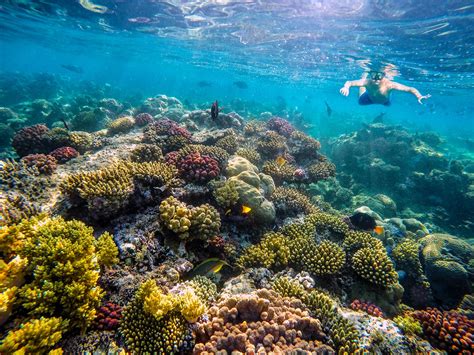 So Schön Ist Schnorcheln Im Roten Meer Urlaubsguru De