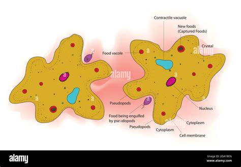 Amoeba Cell Labeled