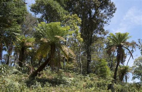 Cu L Es La Especie De Rbol M S Antigua Del Mundo