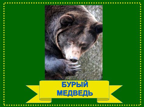 презентація на тему Бурий ведмідь