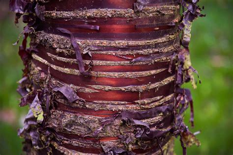 Growing Paperbark Cherry In The Home Garden