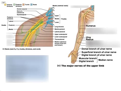 Shoulder Arm Nerves Diagram Quizlet