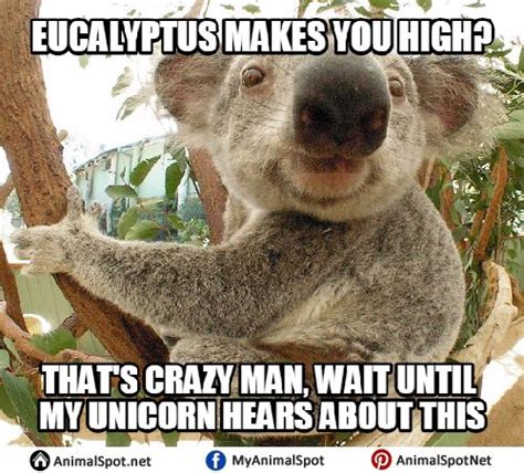 10 Guy Meme Koala