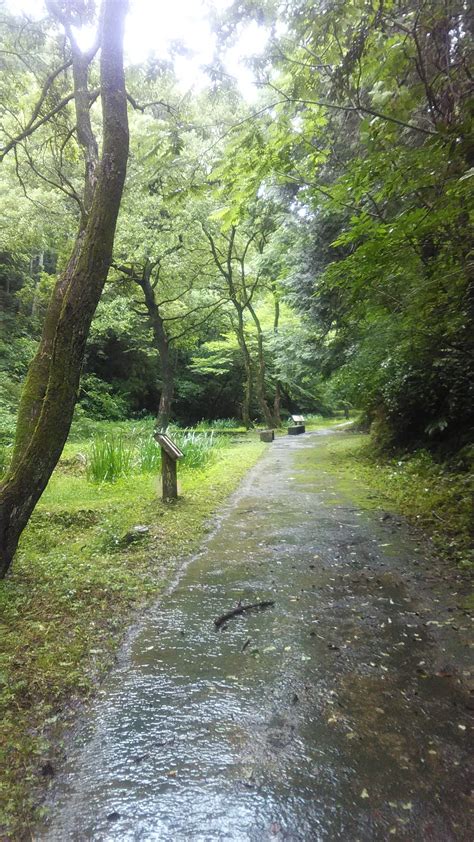 雨の日の夏の散歩道を シープスガーデンの日々のブログ