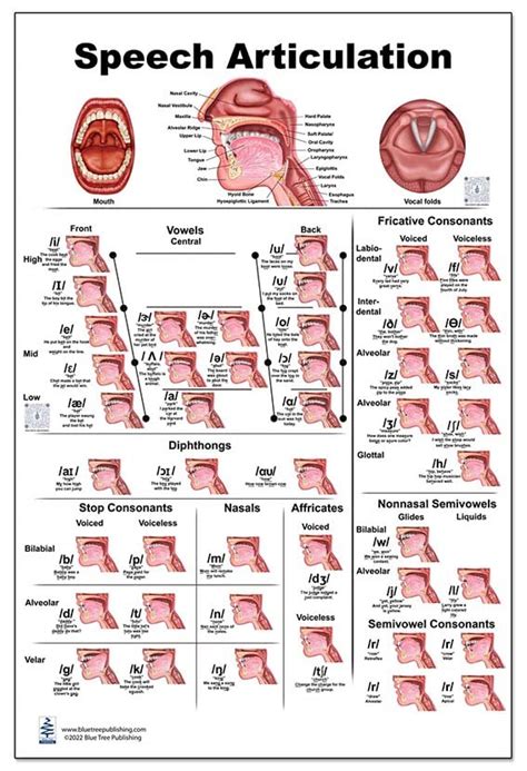 Buy Speech Articulation QR Codes for two animations Anatomy 24x36inch, Speech Language Pathology ...